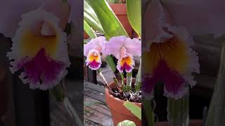 RlcGeorge King Serenedipity Orchid Looks beautiful 🥰 [upl. by Amatruda251]