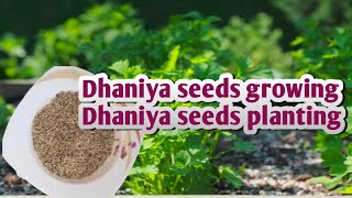 Dhaniya seeds  Dhaniya seeds growing  Dhaniya seeds planting explorewithahmad21 [upl. by Thorne777]