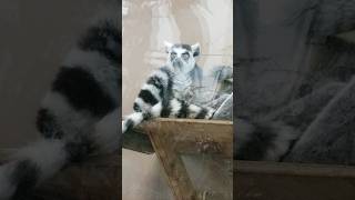 Ringtailed lemur family nature animals chill cute [upl. by Eaver483]