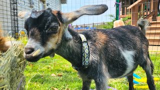 Encouraging the baby goats to try out the 2nd half of the pasture they look baa amp come on down [upl. by Sandell]