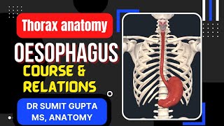 OESOPHAGUS  ANATOMY [upl. by Alletnahs25]