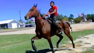 Standardbred Horses Trail Ride of the Dekalb Texas Riders [upl. by Jaffe]