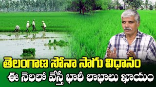 Telangana Sona High Yielding Paddy Variety  V Purushotham  Paddy Rice Varieties  SumanTV Rythu [upl. by Noside]