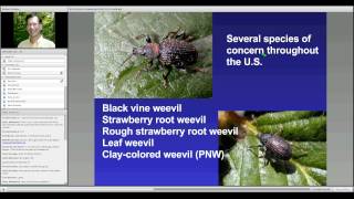 Nematodes Root Rots and Root Weevils in Strawberries [upl. by Tiphany]