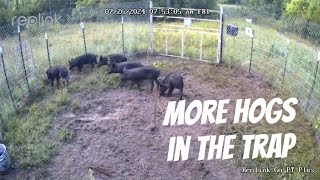 Trapping Hogs  SE Georgia wildlife wildboar trapping [upl. by Eineg]