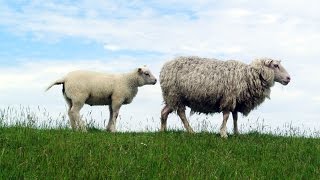 Boerderijdieren geluiden Baby Dreumes Peuter Kleuter [upl. by Innad]