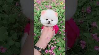 Teacup dog price in India  Pomeranian dog price  Pomeranian puppies viral shorts tranding dogs [upl. by Eifos]