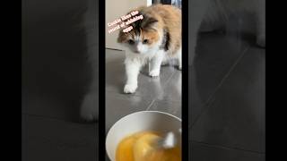 Cookie and whisked eggs cat funnycats cats cookie [upl. by Wrand]