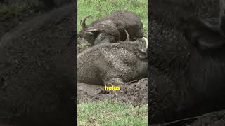 Mindblowing Facts About the American Bison shorts bison facts [upl. by Fugate987]