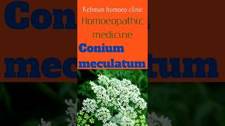 Homoeopathic medicine Conium meculatum [upl. by Aihseyk]