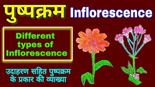 Inflorescence  Inflorescence in hindi  Types of inflorescence plants Morphology  biology science [upl. by Akihsan]