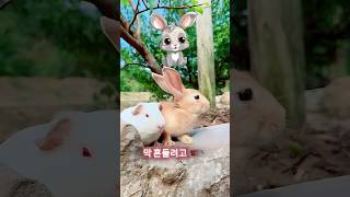 이 토끼는 상자 안에 갇혀 있어요😱 [upl. by Aitnahc753]