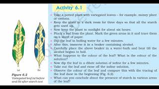 Detecting Starch in Leaves BIOL101  Photosynthesis Lab [upl. by Serle]