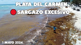 PLAYA DEL CARMEN🔴ULTIMA HORA MUCHISIMO SARGAZO 1 MAYO 2024 [upl. by Lugo]