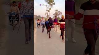 बहुत ही अच्छा लवारा है एक बार जरूर देखे Amuk sakoti jhota race 🐃🐃 [upl. by Nuahc]