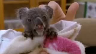 Orphaned Baby Koala Bear  Animal Rescue  BBC Studios [upl. by Ykvir159]