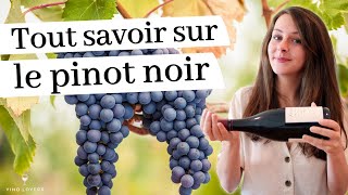 Le pinot noir  tout ce qu’il faut savoir sur ce grand cépage [upl. by Rimma854]