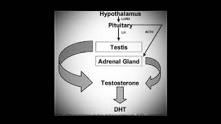 DIHYDROTESTOSTERONE DHT  Binaural Steroids Strong Anabolic Effect Improved Masculinity [upl. by Adihsaar]