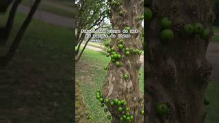 JABUTICABA PINGO DE MEL frutifera jabuticaba jabuticabeira frutíferas frutiferas parquedocarmo [upl. by Dlarrej369]