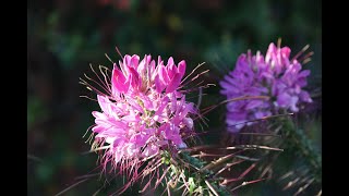 Cleome ll Spider Flower ll My Garden Flowers ll 醉蝶繡球、蜘蛛花 ll 552 [upl. by Namurt]