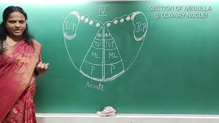 SECTION OF MEDULLA AT OLIVARY NUCLEI [upl. by Eniarda454]
