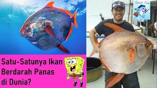 Satu Satunya Ikan Berdarah Panas Di Dunia [upl. by Eelsew]