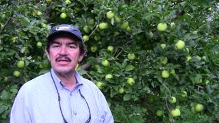 Manzanas en Chihuahua [upl. by Melgar]