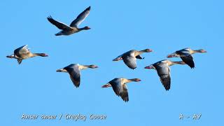 The Danube Delta and Dobruja Birds from our birding and photo tours [upl. by Parcel]