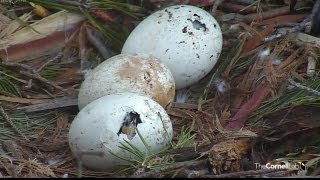 Red tail hawk babies [upl. by Mixam]