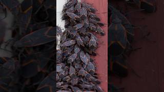 Get Rid of Boxelder Bugs  DoMyOwncom [upl. by Marou146]