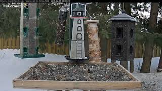 Common Redpolls Busily Forage In Ontario – Feb 8 2018 [upl. by Liagiba]