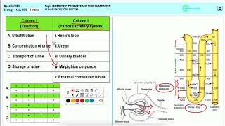 Excretory System in Humans  From Filtration to Urine Formation Explained for NEET 2018 Q134 [upl. by Calvinna997]