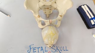 Fetal Skull and Maternal pelvis Obstetric Revision👍 [upl. by Idalia]