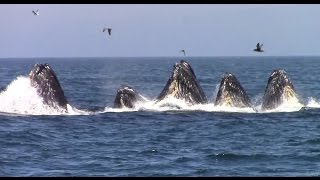 Best of Whale Watching Monterey California as of 7162016 [upl. by Nolyar]