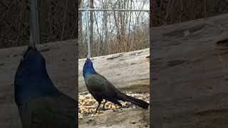 shorts common grackle call [upl. by Silisav556]