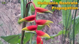 Heliconia rostrata or false bird of paradise propagation by dividing the rhizome [upl. by Engedus924]