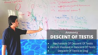 Descent of testis in domestic animals  Veterinary Anatomy Veterinary Embryology [upl. by Ulita]