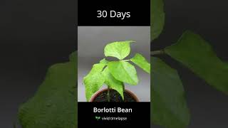 Borlotti Bean timelapse [upl. by Vergil]