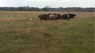 Fojtiks Blackmouth Cur Cow Dogs [upl. by Enyalahs]