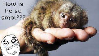 Pygmy Marmoset  The smallest monkey [upl. by Eri]