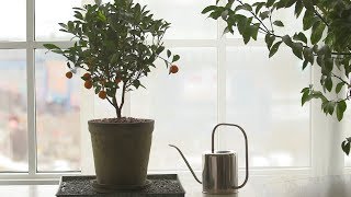 How to Grow Citrus Indoors  Martha Stewart [upl. by Aniroc661]