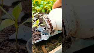 powerfull organic fertilizer for seedlings  fertilizer  organic  shorts [upl. by Rellek]