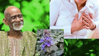 Dr Sebi  Natural Remedy For Heart Problems Bugleweed Herb [upl. by Ruperto]