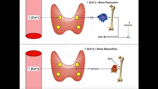 Regulation of Blood Calcium via PTH and Calcitonin [upl. by Sitra236]