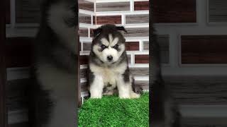 Siberian husky blue eyes cute puppy wolf puppy trending akashkashyap [upl. by Bible]