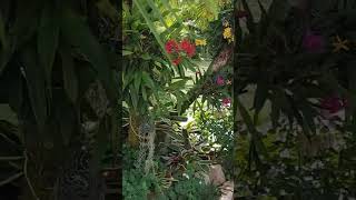 Tour this beautiful bromeliad garden on hhg studios [upl. by Atoel804]