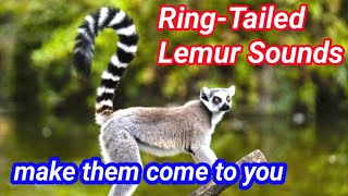 Lemur Calls Exploring the Diverse Sounds of Lemurs [upl. by Amity]