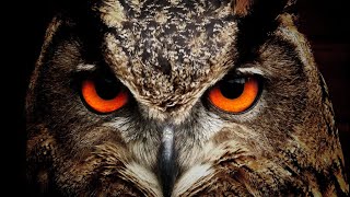 Owls Hooting At Night  8 hours Of Owl Sounds  Peaceful Owl Forest Sleep Sound To Relax Scare Bird [upl. by Innavoig451]