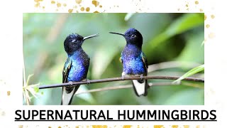 Hummingbirds In Flight Nature Sounds and Meditative Music [upl. by Schwenk]