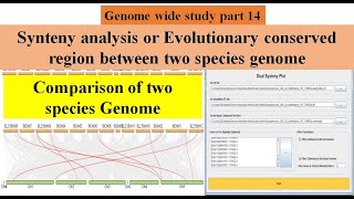 Genome wide study Part 14  How to do Synteny analysis between two Species genome using TBTool [upl. by Pedro388]